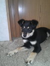 Arrosa - ADOPTED 10.30.17