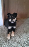 Arrosa - ADOPTED 10.30.17