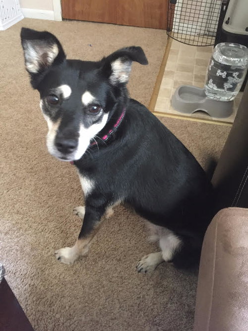 Arrosa - ADOPTED 10.30.17