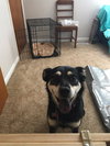 Arrosa - ADOPTED 10.30.17