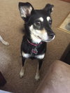 Arrosa - ADOPTED 10.30.17