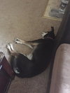 Arrosa - ADOPTED 10.30.17