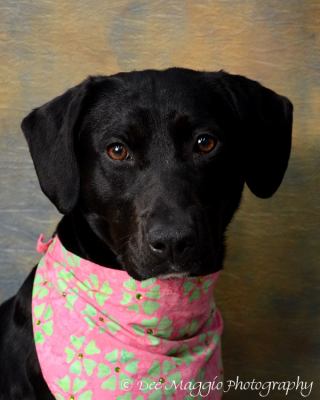 Cindi - ADOPTED 04.28.12