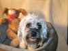 Te-Litter Gucchi - ADOPTED 04.08.12
