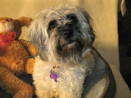 Te-Litter Gucchi - ADOPTED 04.08.12