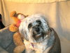 Te-Litter Gucchi - ADOPTED 04.08.12