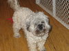 Te-Litter Gucchi - ADOPTED 04.08.12