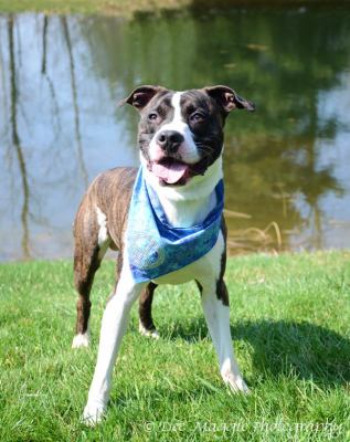 Blaze-ADOPTED-4.28.12