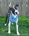 Blaze-ADOPTED-4.28.12