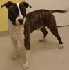 Blaze-ADOPTED-4.28.12