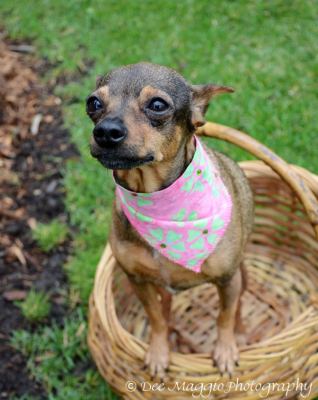 Sugar-ADOPTED 03.23.13