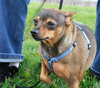 Sugar-ADOPTED 03.23.13