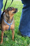 Sugar-ADOPTED 03.23.13