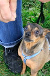 Sugar-ADOPTED 03.23.13