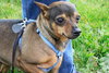 Sugar-ADOPTED 03.23.13