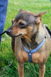 Sugar-ADOPTED 03.23.13