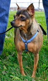 Sugar-ADOPTED 03.23.13