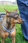 Sugar-ADOPTED 03.23.13