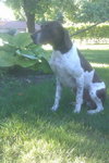 Mister Rio - ADOPTED 05.11.12