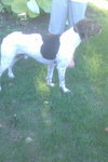 Mister Rio - ADOPTED 05.11.12