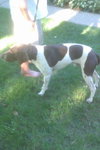 Mister Rio - ADOPTED 05.11.12