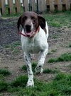 Mister Rio - ADOPTED 05.11.12