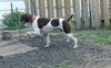 Mister Rio - ADOPTED 05.11.12