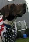 Mister Rio - ADOPTED 05.11.12