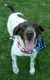 Mister Rio - ADOPTED 05.11.12