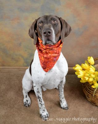 Mister Rio - ADOPTED 05.11.12
