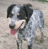 Sparky-PENDING