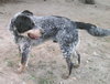 Sparky-PENDING