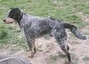 Sparky-PENDING