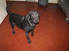 Pete - ADOPTED 05.05.12