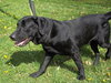 Pete - ADOPTED 05.05.12
