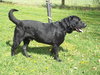 Pete - ADOPTED 05.05.12