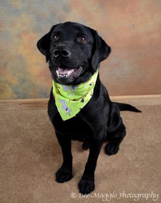 Pete - ADOPTED 05.05.12