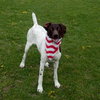 Shania - ADOPTED 08.10.12