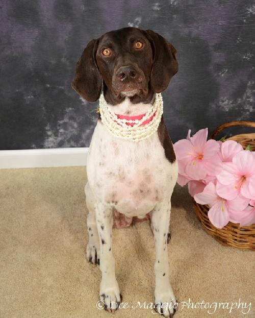 Shania - ADOPTED 08.10.12