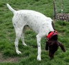 Shania - ADOPTED 08.10.12