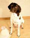 Shania - ADOPTED 08.10.12