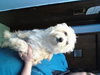Teddy - ADOPTED 04.27.12