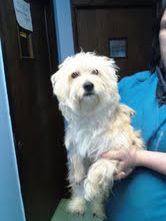 Teddy - ADOPTED 04.27.12