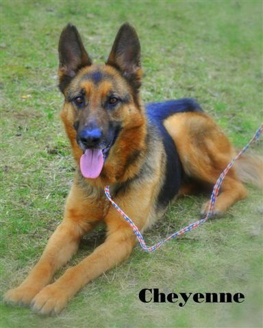 Cheyanne - ADOPTED 05.01.12