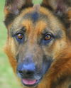 Cheyanne - ADOPTED 05.01.12