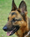 Cheyanne - ADOPTED 05.01.12