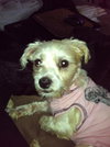 Tink - ADOPTED 11.11.14