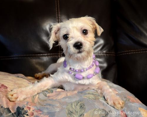 Tink - ADOPTED 11.11.14