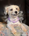 Tink - ADOPTED 11.11.14