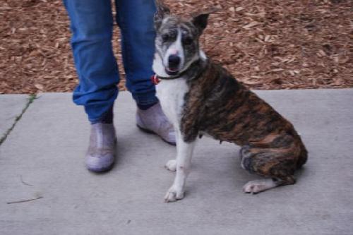 Sheba - ADOPTED 05.08.12